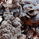 Turkey Tail Ultrasonic Dual Extract Tincture - 60ml